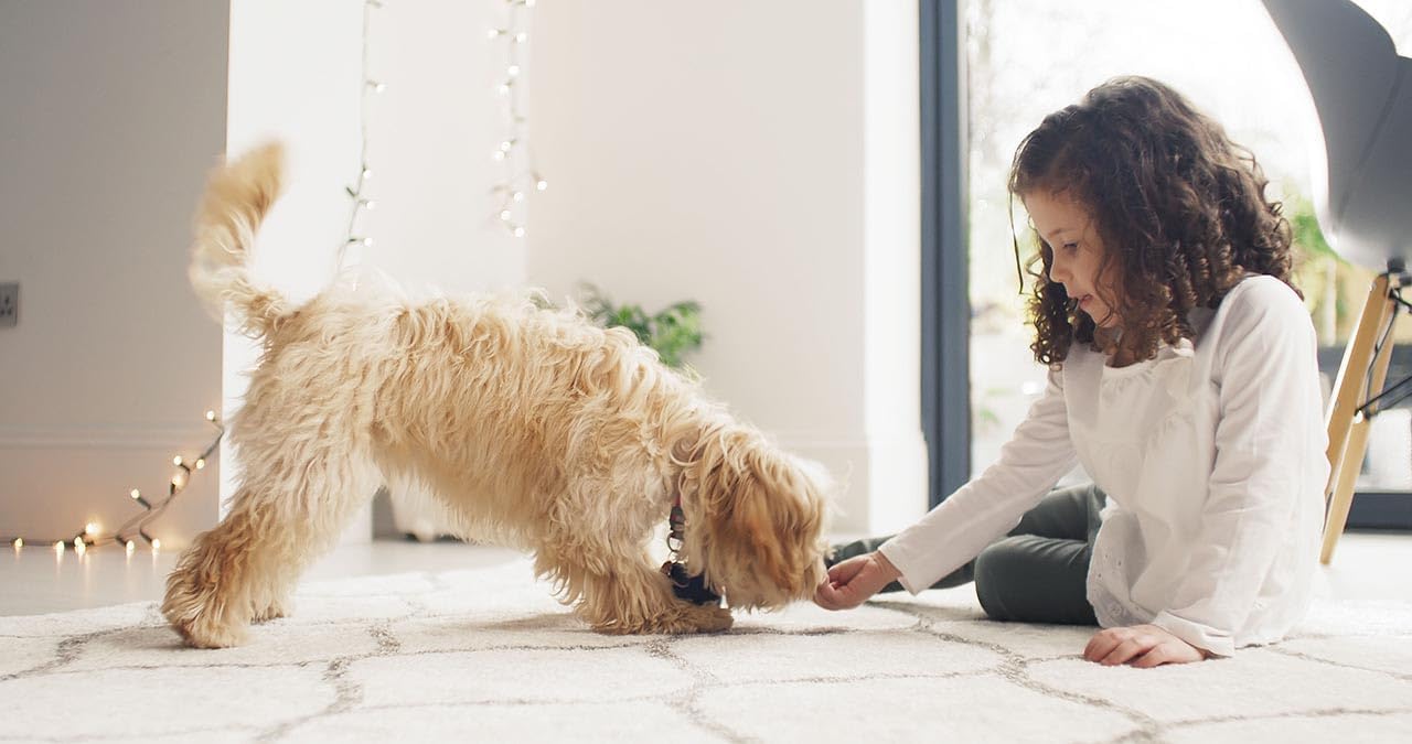 BISSELL SpotClean ProHeat, Polsterreiniger, Nasssauger, Teppichreiniger mit HeatWave Technologie, 330W, 36988